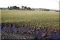 Field at Craigiebrae