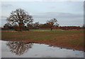 Reflections at dusk, near Acton