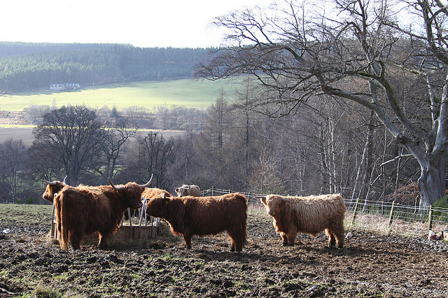 Highland cattle near Arndilly house