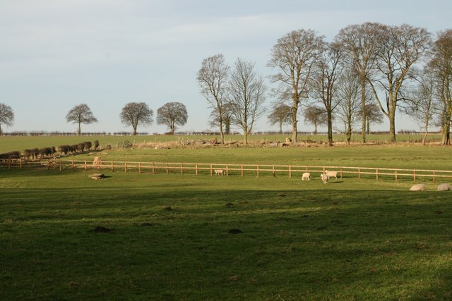 Fields North of Rowley