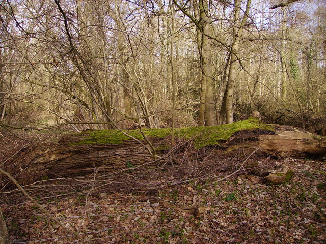 Barton Stacey -  Fallen Tree