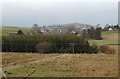 Field and trees near Dunscore