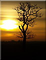 TA1826 : Solitary Tree at Dawn by Andy Beecroft