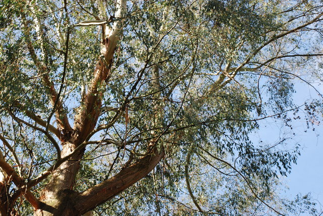 Ewcalyptws Portmeirion Eucalyptus