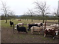 Sheep in an orchard near Sparkford