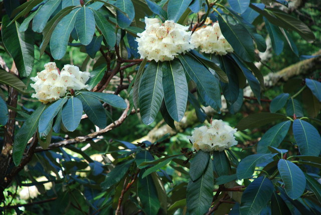 Rhododendron Portmeirion