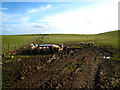 Sheep, mud and grass