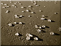 NK0835 : Sea gooseberries on Cruden Bay beach by Martyn Gorman