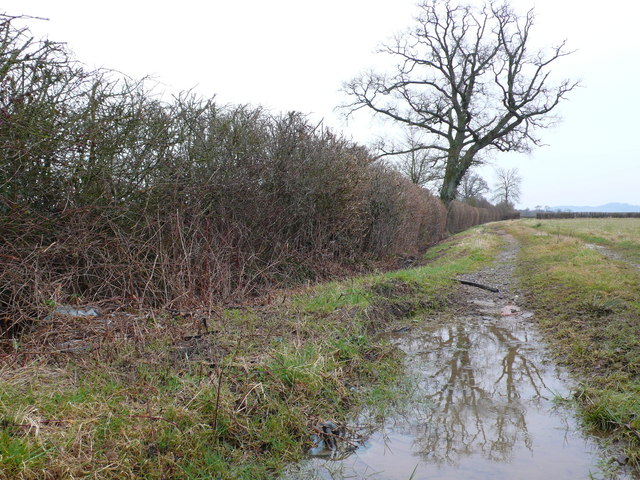 Hedge, tree and puddle
