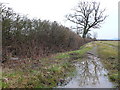 Hedge, tree and puddle