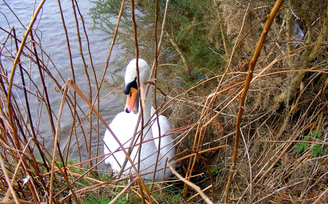 A Swan at Loch Oire