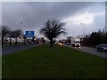 Tree in island on Great Western Road