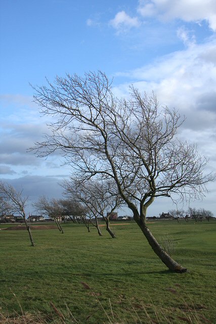 Windblown trees