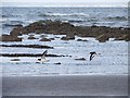 NS3233 : Oystercatchers on Barassie Beach by Ian Paterson