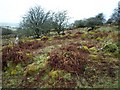 Hut circle, Craddock Moor