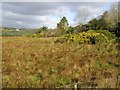 Ballygowan Townland