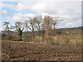 Arable land and woods near Cor Burn (2)