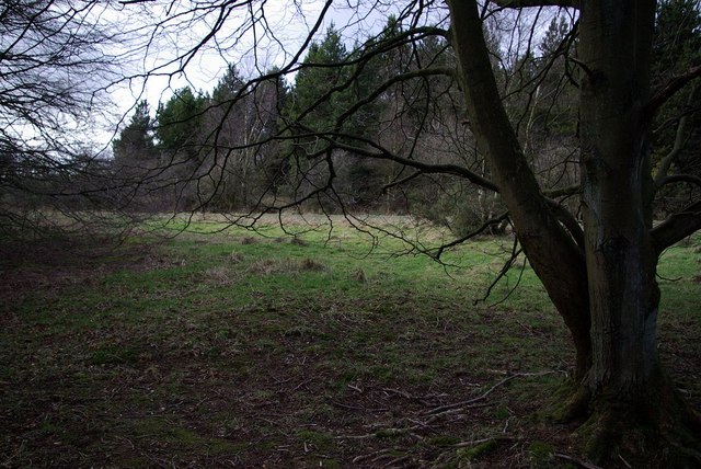 Tree at Wykeham