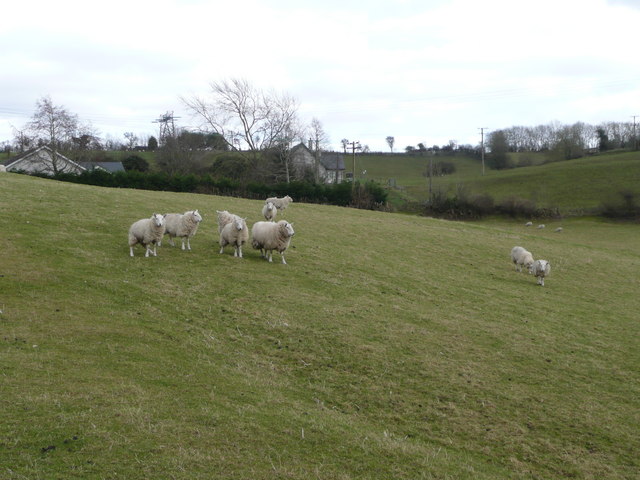 Ewes east of Ballymore Eustace