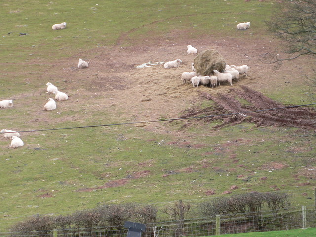 Big bale for sheep