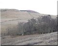 Alder carr, Ashintully Burn