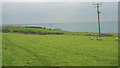 Improved pasture used for grazing sheep