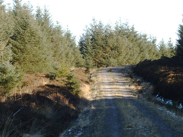 Forestry road near Hayfield Knowe