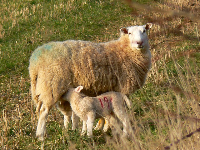 Mother and children, south of Eastington