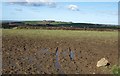 Field on Greena Moor