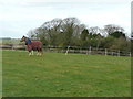 SW9545 : Horse in a paddock. by Jonathan Billinger