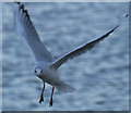 Black-headed Gull (Chroicocephalus ridibundus), Ferryden