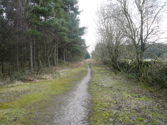Farley Moor - Woodland Path