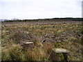 Clear-felled Norway Spruce