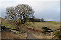 NO1010 : Tree beside the Track to Craigfarg by Peter Gamble