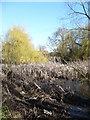 Reed beds near Elmstone Church