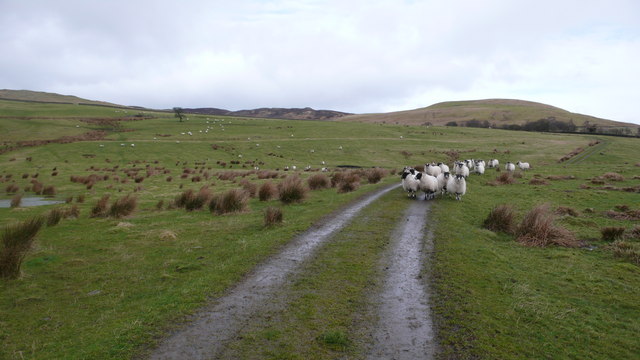 Sheep grazing on Scaur Farm