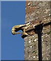 SX8663 : Bird on tower, St John the Baptist church, Marldon by Derek Harper