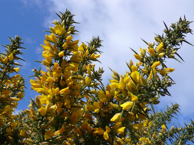 Studland heath gorse © Nigel Mykura cc-by-sa/2.0 :: Geograph Britain ...