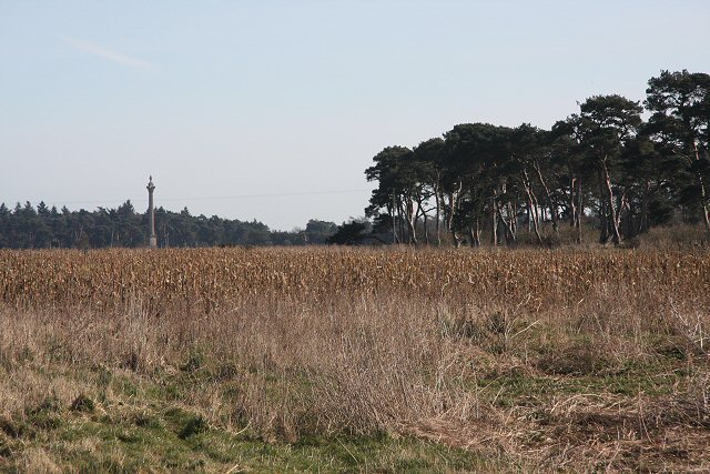 Maize crop on the Elveden Estate