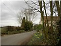 Daffodils on Dyers Lane