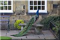 Peacock at Whitley Hall Hotel