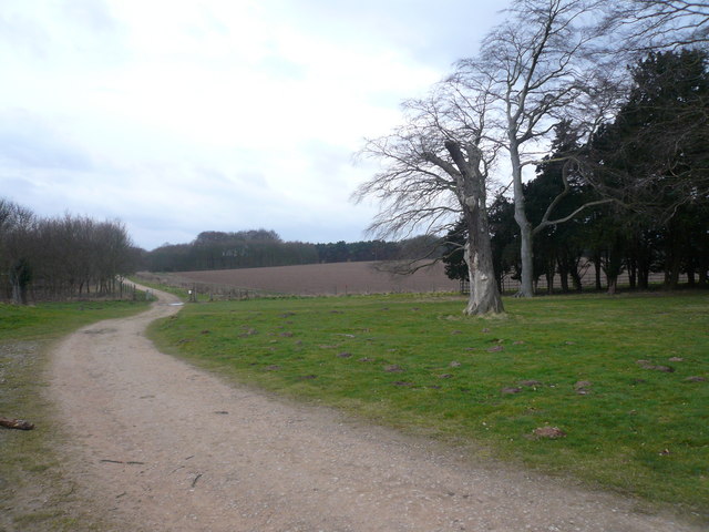 Thoresby Estate - Track View Approaching Lake