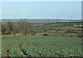 2008 : Oilseed Rape near Bullenhill