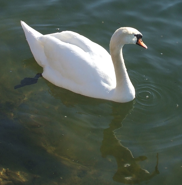 Swan, Wilstone Reservoir