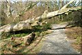 Path in Rosecroft Wood