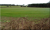 TA0136 : Farmland North of Bentley by Peter Church