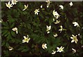 Wood Anemone (Anemone nemorosa), Buddon Wood, Quorn