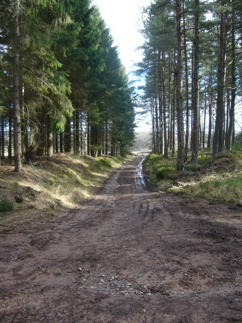 Entrance to woods Northeast of Meikle Tap