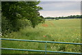 Poppies in the field