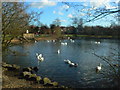 Lake in Hillfield Park